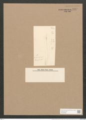 Pleurosigma acuminatum (Kuetz) Grun. (de-Toni-Nr.: Genus 13, Species 1075) Zeichnungen Sammlung Grunow Nr. 1949 (NHMW-BOT-W0369088)